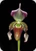 Paph. rohmanii